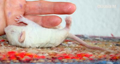 Rats: les bébés de Harina Rate de 19 jour avec un AVC