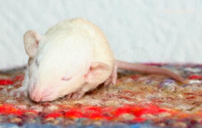 Rats: les bébés de Harina Rate de 19 jour avec un AVC