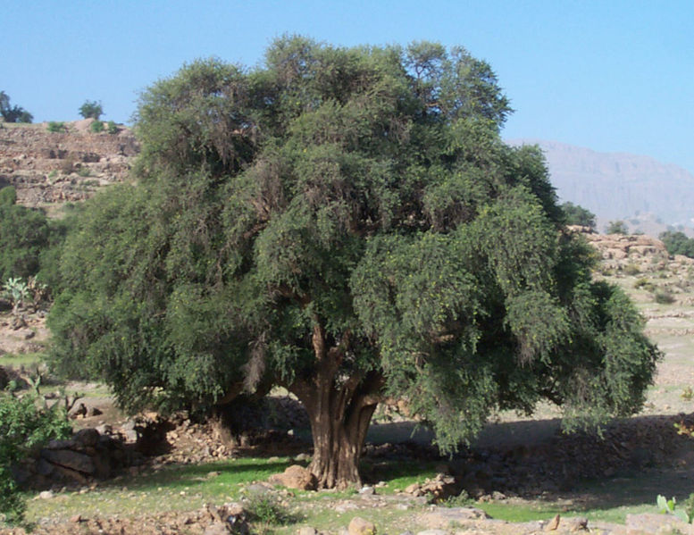L'arbre L'arganier L'arbre L'arganier