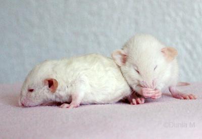 Rats: les bébés de Harina Ratons de 21 jours