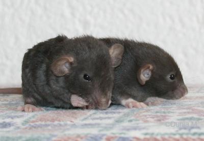 Rats: les bébés de Harina Ratons de 21 jours