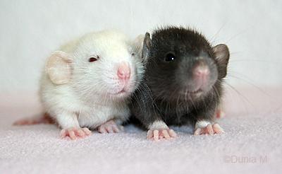 Rats: les bébés de Harina Ratons de 21 jours