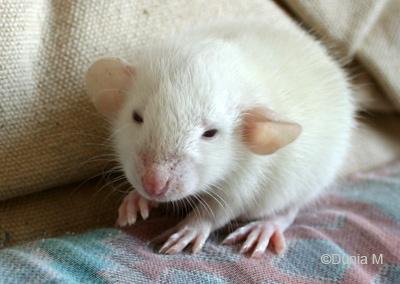 Rats: les bébés de Harina Ratons de 21 jours