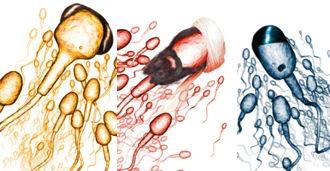 MERCROCOSME : Oups ! Publicité TROP osée… Recalée ! MERCROCOSME : Oups ! Publicité TROP osée… Recalée !