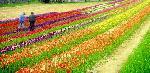 Un champ multicolore de tulipes à la Valbonne