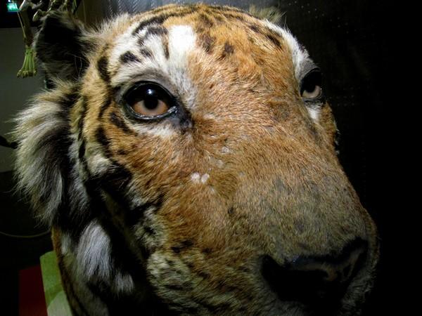 tigre-museum-de-toulouse