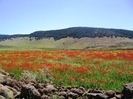 Tajine aux carottes et fèves mcherlin Tajine aux carottes et fèves mcherlin