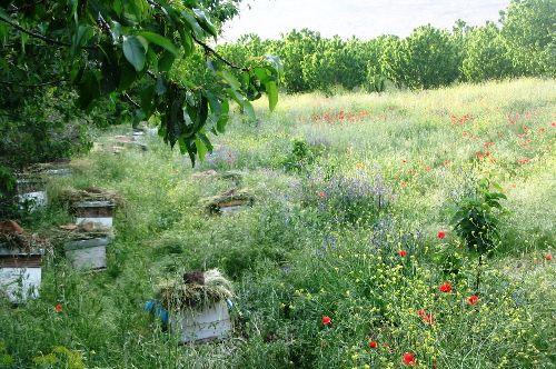 Tajine aux carottes et fèves mcherlin Tajine aux carottes et fèves mcherlin