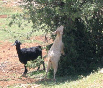 Tajine aux carottes et fèves mcherlin Les chevres d'Ain leuh