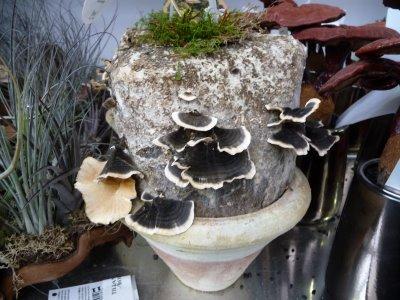 Des champignons comme plantes d'intérieur