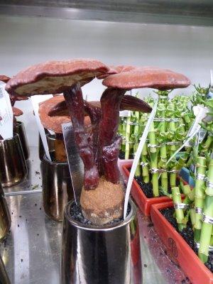Des champignons comme plantes d'intérieur