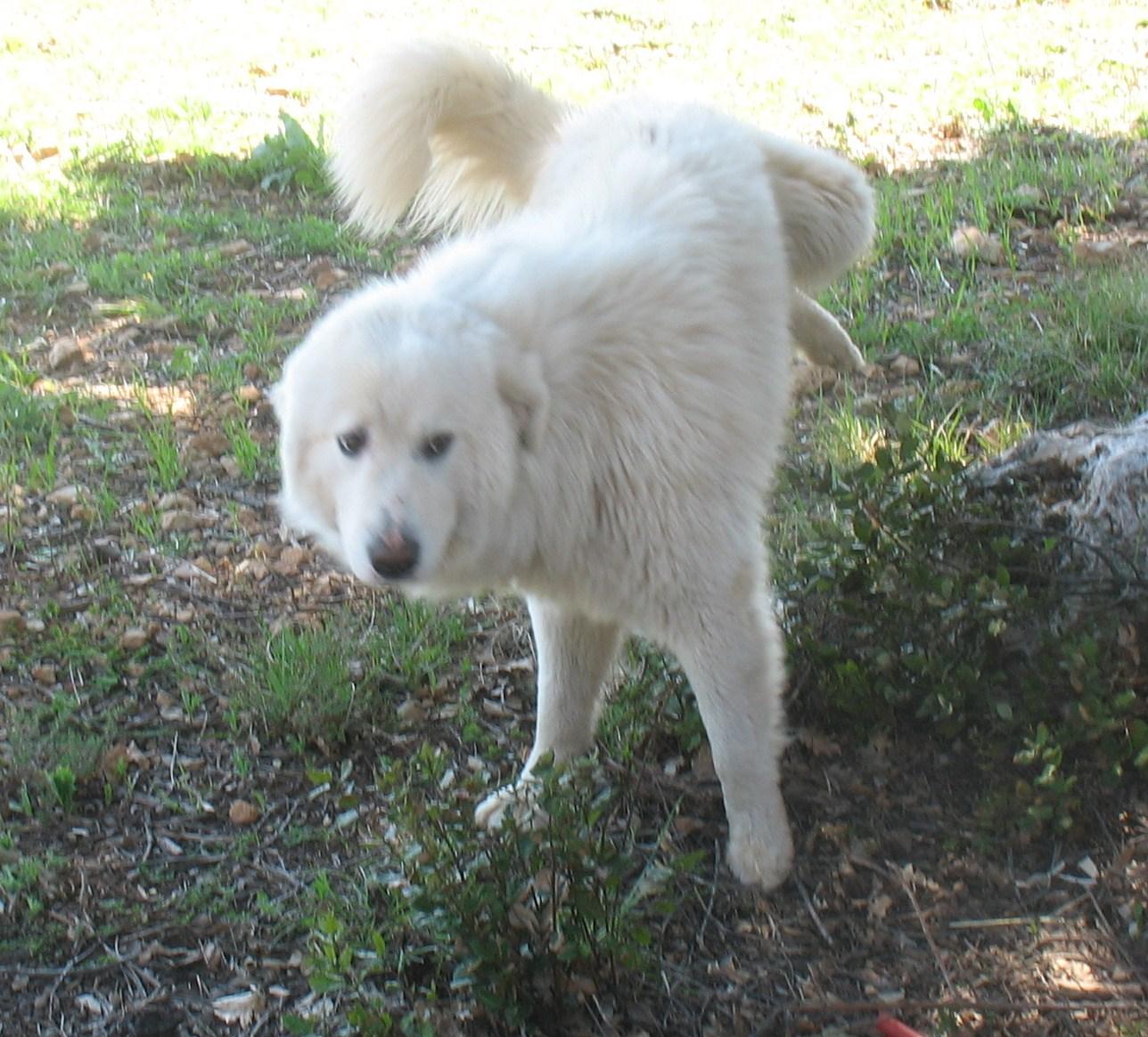 Découvrez le domaine de Mourjaï 008.1240507232.JPG