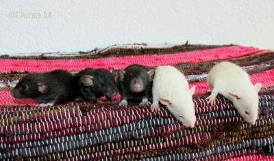 Rats: les bébés de Harina Ratons de 23 jours