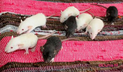 Rats: les bébés de Harina Ratons de 23 jours
