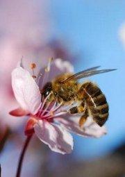 le crépuscule des abeilles