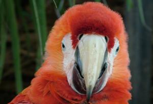 Partir pour mieux revenir, ou revenir mieux. (indices) ara