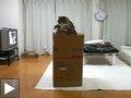 Videos animaux : Le chat Maru s'amuse avec une boite en carton + le Degu rieur + Perroquet qui imite le chien