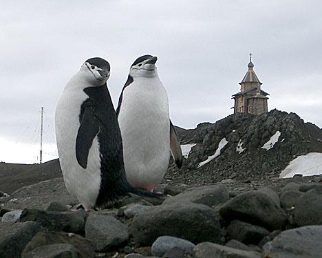 Пойте Богу нашему, пойте! Antarctique 1