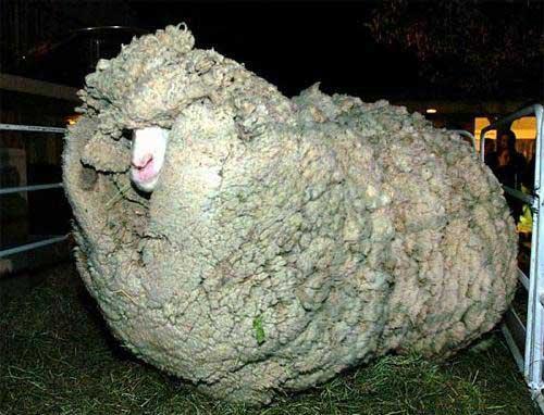 photo humour insolite mouton laine tondre