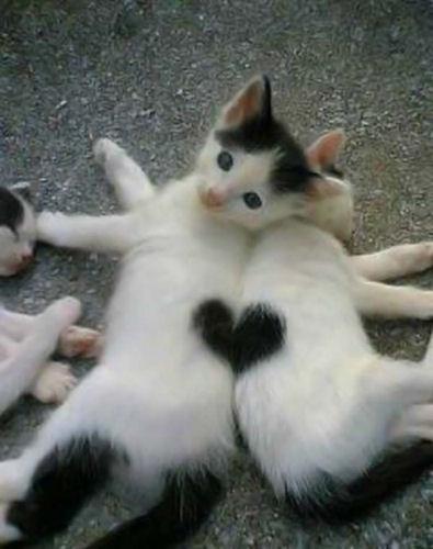 photo humour insolite chaton tache coeur