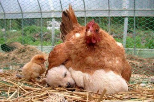 photo humour insolite poule couve chiot