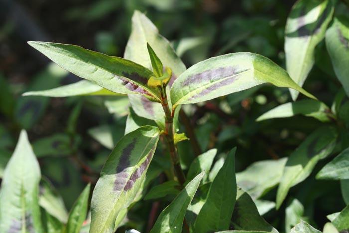 Vietnamese coriander rau ram basilic chinois Persicaria odorata polygonum odoratum