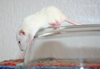 Rats: les bébés de Harina Germaine rate dumbo rex de 27 jours