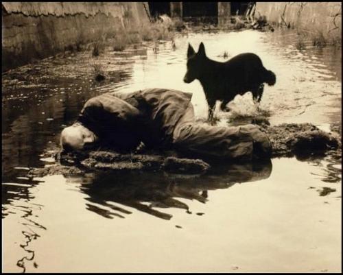 Des souris et des rats stalker1.jpg