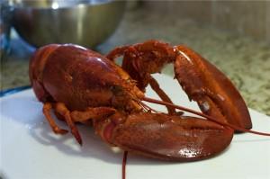 Homard