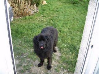 Le mystère des chiens bulgares Le mystère des chiens bulgares