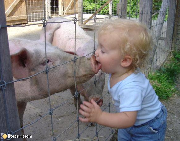 photo enfant bisou cochon grippe porcine mexicaine