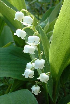 Du bonheur pour vous muguet.1241078735.jpg