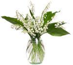 muguet