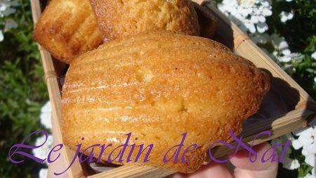 madeleines_citron__2_