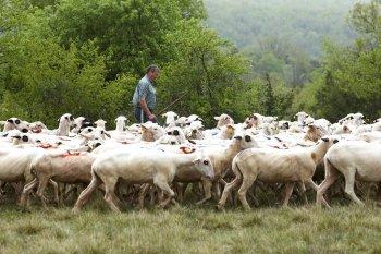 Les brebis des champs transhument aussi le 1er mai et tout חa se passe sur Soliblog Les brebis des champs transhument aussi le 1er mai et tout חa se passe sur Soliblog