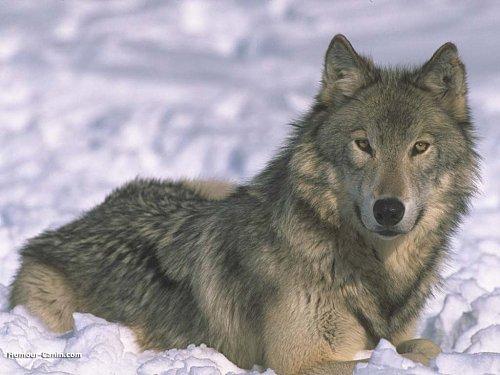 Plus de 100 loups braconnés en France depuis 2000 ! Plus de 100 loups braconnés en France depuis 2000 !
