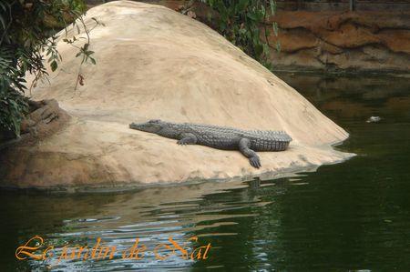 serre_crocodile__2_