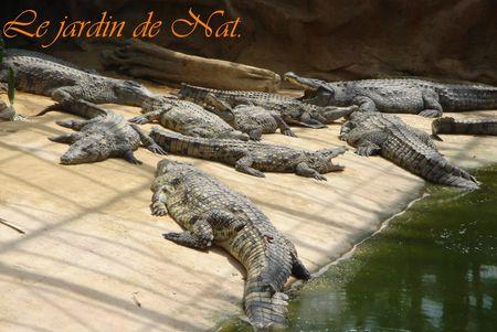 serre_crocodile__3_