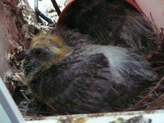 Biodiversité, quand tu nous tiens! Biodiversité, quand tu nous tiens!