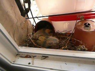 Biodiversité, quand tu nous tiens! Biodiversité, quand tu nous tiens!