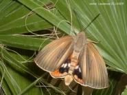Adulte de Paysandisia archon (© Cirad, Laurence Ollivier)