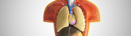 Trois exercices respiratoires pour se nettoyer les poumons