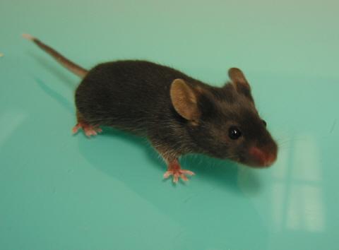 Invasion de l’établissement par des souris