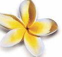 Osez Un mariage exotique et dépaysant grâce à Osez Un mariage exotique et dépaysant grâce à