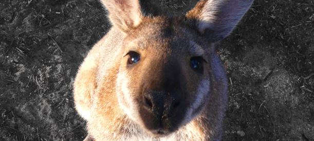 Dernières photos d’Etienne / Last pictures from Etienne photos australie tasmanie escalade, climbing, stage, stages, rock climbing