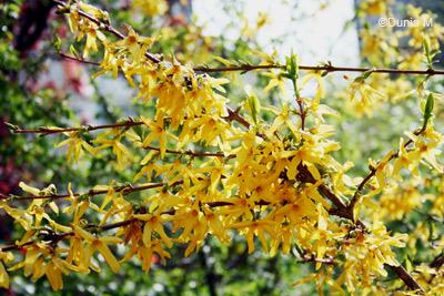 Amis / Jardins de La Chaux-de-Fonds / Photos du jour: le 8 mai 2009 La Chaux-de-Fonds: forsythia 8 mai 2009