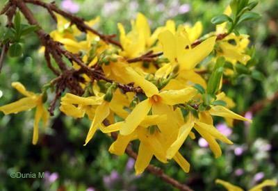 Amis / Jardins de La Chaux-de-Fonds / Photos du jour: le 8 mai 2009 La Chaux-de-Fonds: forsythia 8 mai 2009