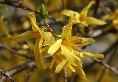 Amis / Jardins de La Chaux-de-Fonds / Photos du jour: le 8 mai 2009 La Chaux-de-Fonds: forsythia 8 mai 2009