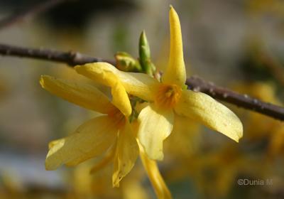 Amis / Jardins de La Chaux-de-Fonds / Photos du jour: le 8 mai 2009 La Chaux-de-Fonds: forsythia 8 mai 2009