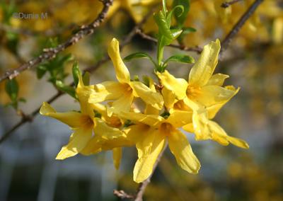 Amis / Jardins de La Chaux-de-Fonds / Photos du jour: le 8 mai 2009 La Chaux-de-Fonds: forsythia 8 mai 2009